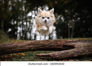 Long Haired Chihuahua Jumping A Log In The Forest