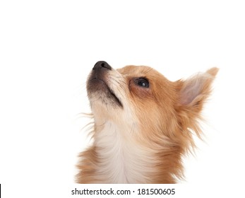 Long Haired Chihuahua Puppy Dog Looking Up In Front Of A White Background