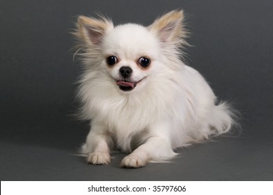 Long Hair Chihuahua High Res Stock Images Shutterstock