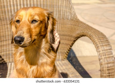 Long haired dachshund 9 months old with floppy ears flat to head sitting in the sunshine on a wicker chair, facing the sun and slightly squinting
