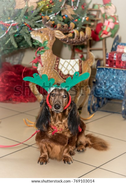45+ Long Haired Dachshund Christmas Ornaments