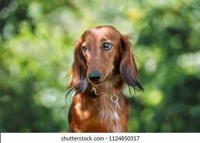long haired dachshund dog portrait outdoors in summer