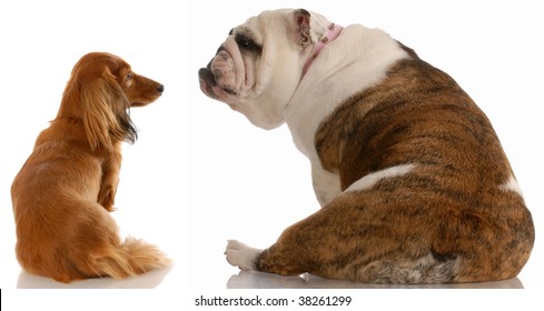 Dogs Talking To Each Other Stock Photos Images Photography Shutterstock