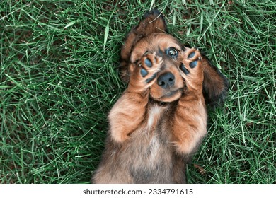 long haired dachshund puppy rolling in grass peeking weiner dog - Powered by Shutterstock