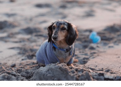 Long haired dapple dachshund wearing a shirt at the beach - Powered by Shutterstock