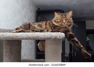 Long Haired Dark Grey Bengal Cat Stock Photo 2126550899 | Shutterstock