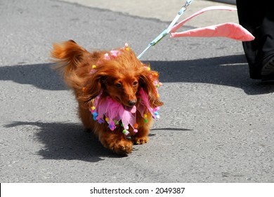 Long Haired Daschund Dressed Up For Easter Parade