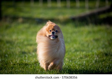 A Long Haired Dog Running In A Field With The Wind Blowing Its Hair 