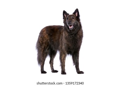 100 Dutch long haired shepherd Images, Stock Photos & Vectors ...