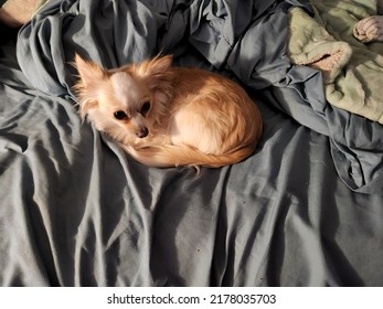 Long Haired Fawn White Chihuahua Stock Photo 2178035703 | Shutterstock