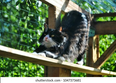 Long Haired, Fierce Looking Black And White Cat In A DIY Cat Patio, Aka Catio, Stretching And Scratching And Feeling Happy. Cat Wants To Be Outdoors, Build An Enclosure For Your Cats Safety