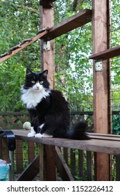 Long Haired, Fierce Looking Black And White Cat In A DIY  Cat Patio, Aka Catio. Cat Wants To Be Outdoors, Build An Enclosure For Your Cats Safety, Backyard Patio Is Easy To Do