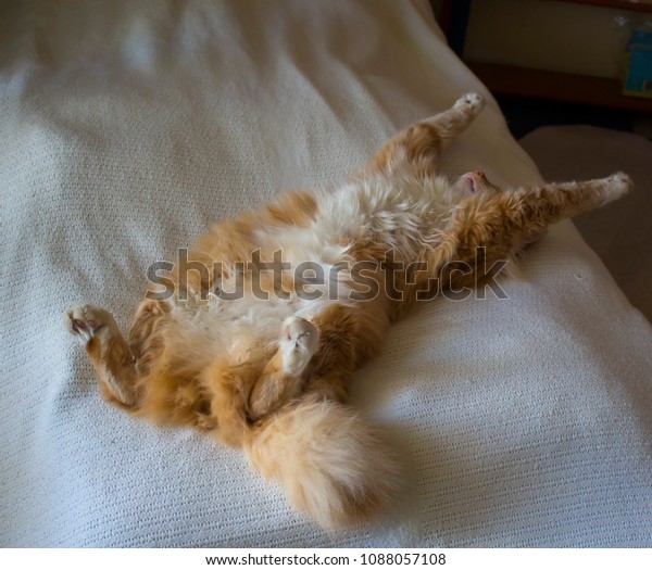 Long Haired Fluffy Orange White Mitted Stock Photo Edit Now