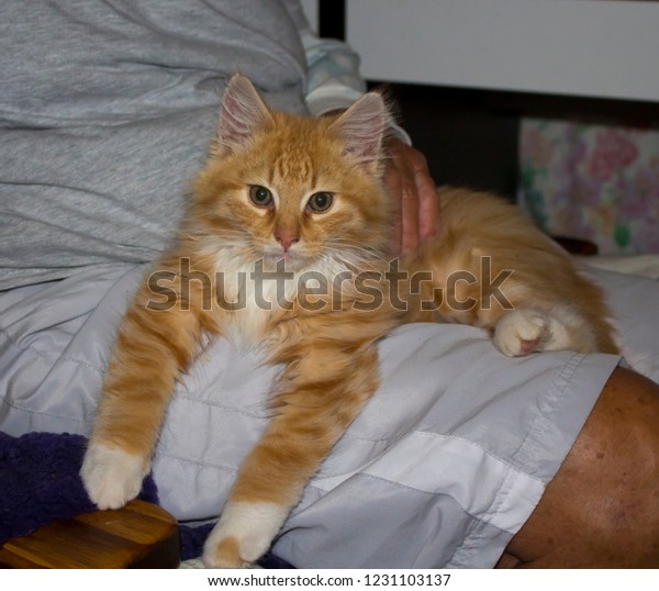 Long Haired Fluffy Orange White Mitted Stock Photo Edit Now