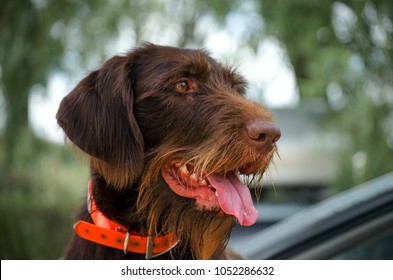 Long haired german pointer. Close  up view. Horeizontal.