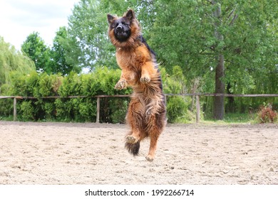 Long Haired German Shepherd Dog During Jumping Training On Sandy Track. German Shepherd Dog Train Of Jump Obedience