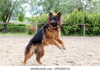 Long Haired German Shepherd Dog During Jumping Training On Sandy Track. German Shepherd Dog Train Of Jump Obedience