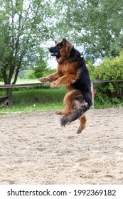 Long Haired German Shepherd Dog During Jumping Training On Sandy Track. German Shepherd Dog Train Of Jump Obedience