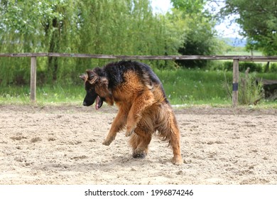 Long Haired German Shepherd Dog During Jumping Training On Sandy Track. German Shepherd Dog Train Of Jump Obedience