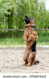 Long Haired German Shepherd Dog During Jumping Training On Sandy Track. German Shepherd Dog Train Of Jump Obedience