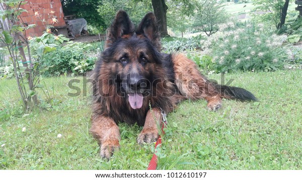 Long Haired German Shepherd Open Mouth Stock Photo Edit Now