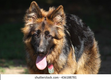 Long Haired German Shepherd Puppy 