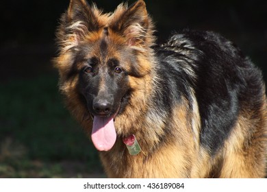 Long Haired German Shepherd Puppy 