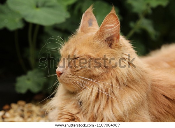 Long Haired Ginger Cat Stock Photo Edit Now 1109004989