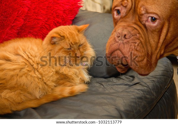 Long Haired Ginger Cat Rests On Stock Photo Edit Now 1032113779