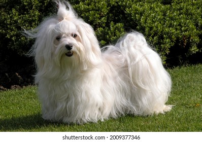 Long Haired Havanese Dog On Grass