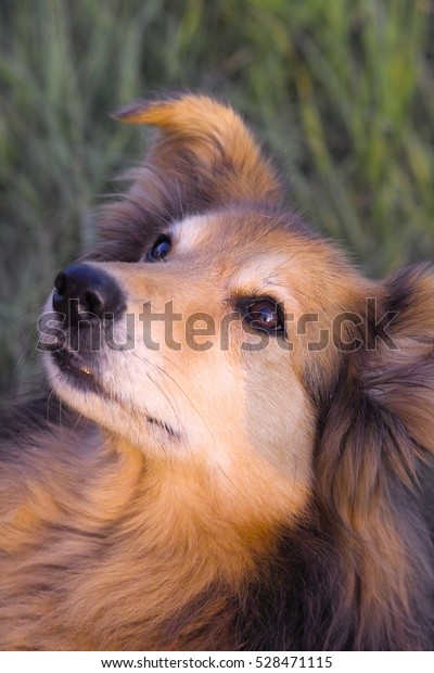 Long Haired Hechles Dog Grass Field Stock Photo Edit Now 528471115