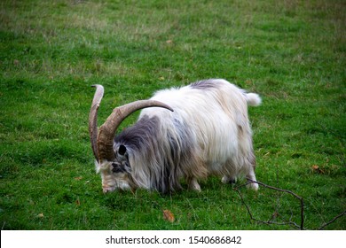 Long Haired Long Horned Goat Eating Stock Photo 1540686842 