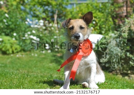 Long Haired Jack Russell Terrier wearing a Fist Place rosette sitting on grass