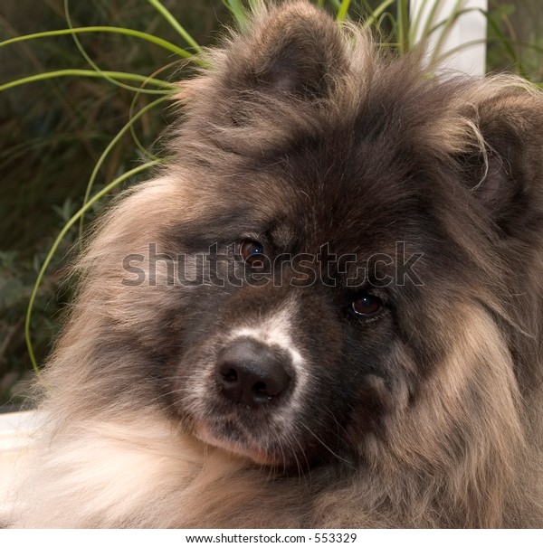long haired akita dog