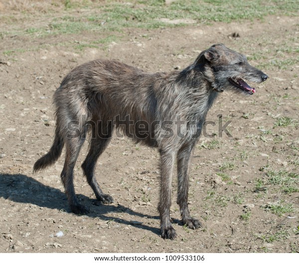 lurcher long hair