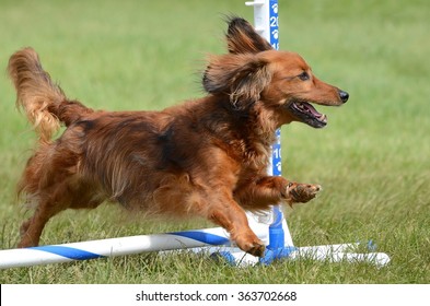 Long Haired Miniature Dachshund Jumping at a Dog Agility Trial