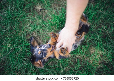 Long Haired Miniature Dachshund Puppy Tickle Fight