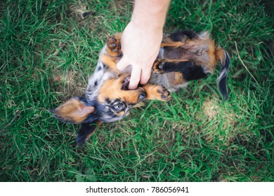 Long Haired Miniature Dachshund Puppy Tickle Fight Round 2