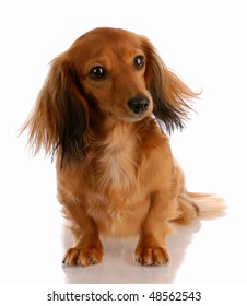 Short Hair Dachshund Images Stock Photos Vectors Shutterstock