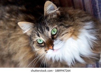 Long Haired Norwegian Forest Cat Stock Photo 1889947264 | Shutterstock