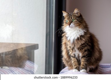 Long Haired Norwegian Forest Cat