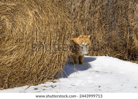 Long haired orange colored cat walking through snow and emerging from between two hay bales on a farm.