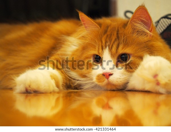 Long Haired Orange White Bi Color Animals Wildlife Stock Image