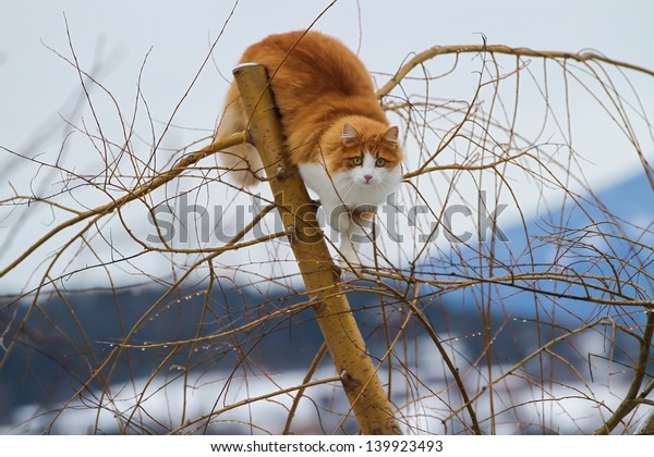 Long Haired Orange White Cat Top Stock Photo Edit Now 139923493