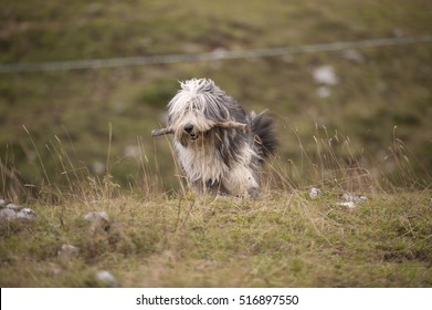 Imagenes Fotos De Stock Y Vectores Sobre Bearded Collie