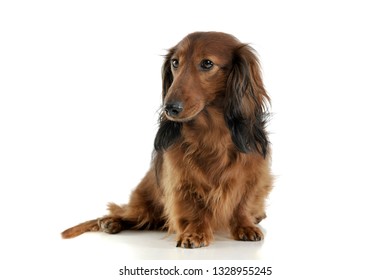 Long Haired Red Dachshund Sitting White Stock Photo 1328955245 ...