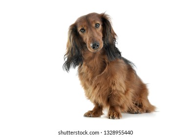 long haired red Dachshund sitting in a white photo studio background