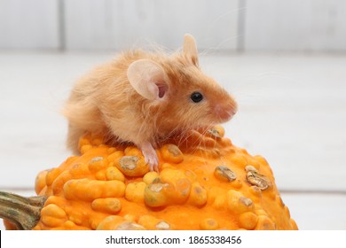 Long Haired Mouse High Res Stock Images Shutterstock