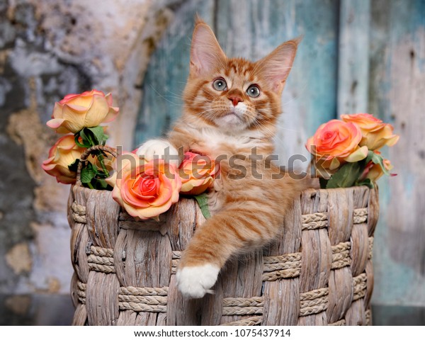 Long Haired Red Orange Kitten Maine Stock Photo Edit Now 1075437914