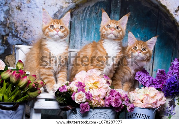 Long Haired Red Orange Kitten Maine Stock Photo Edit Now 1078287977